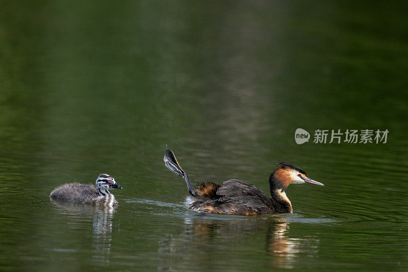 成年和年轻的大凤头grebe (Podiceps cristatus)